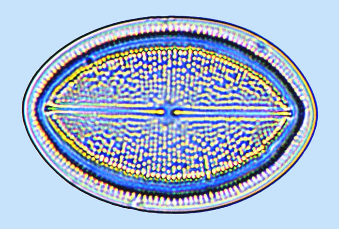 cocconeis hypovalve