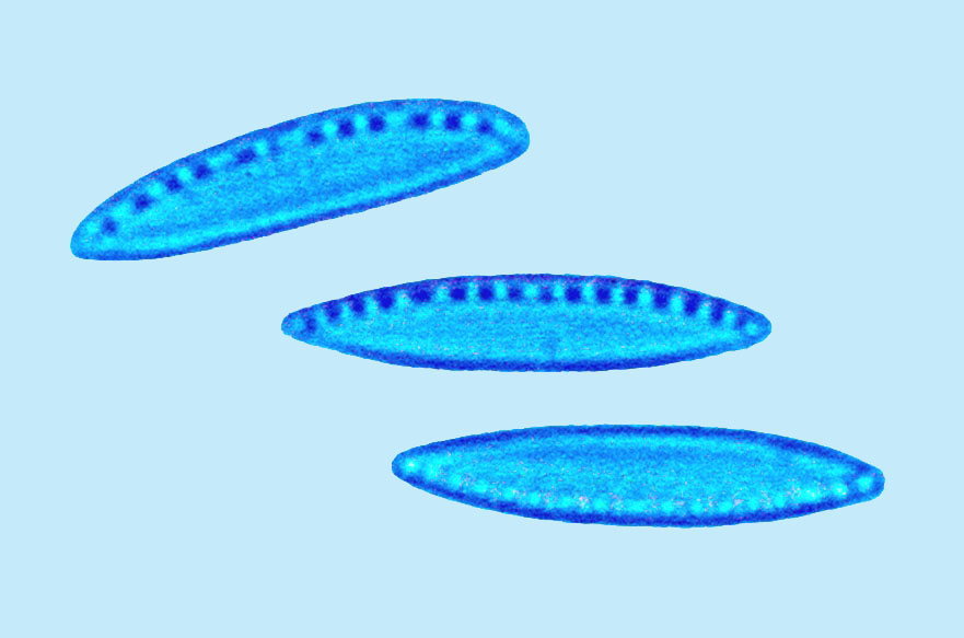 nitzschia inconspicua