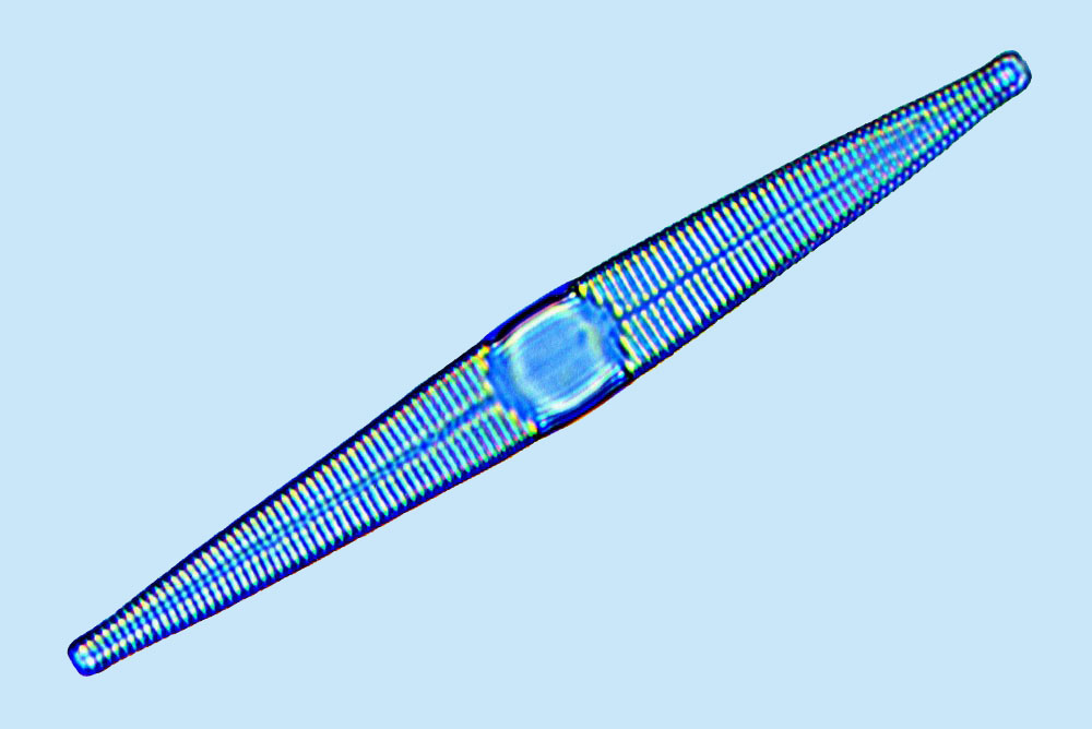 eaudouce Fragilaria pulchella