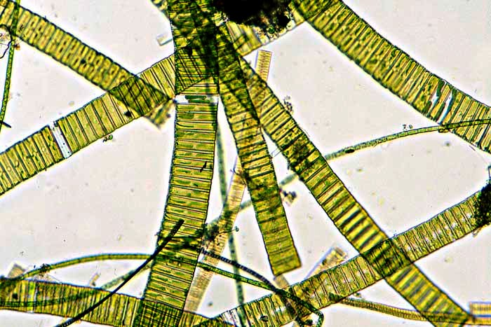eaudouce eunotia pectinalis