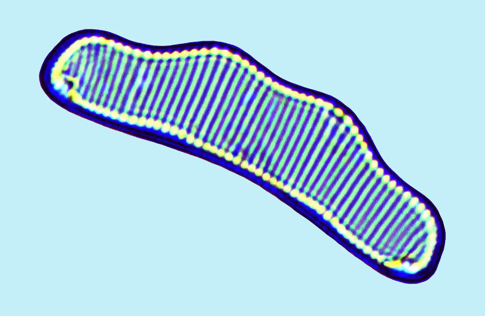 eaudouce eunotia monodon