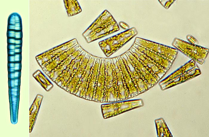 eaudouce meridion circulare