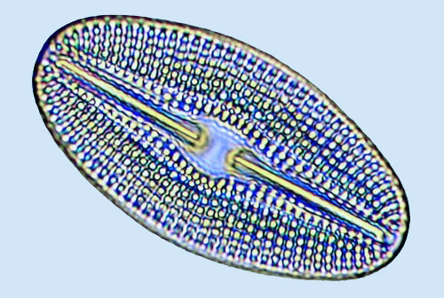 diploneis elliptica