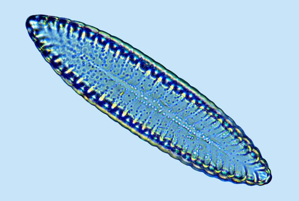 surirella linearis