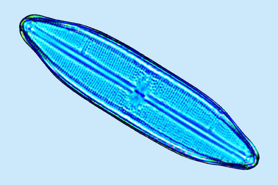 neidium affine