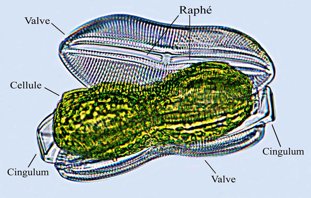 cellule