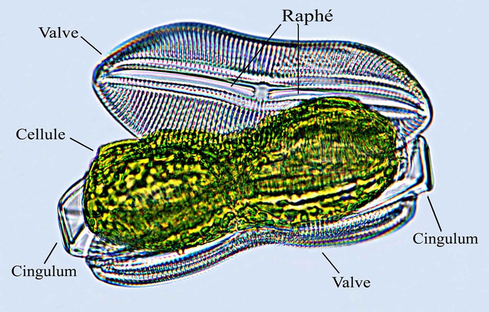 cellule