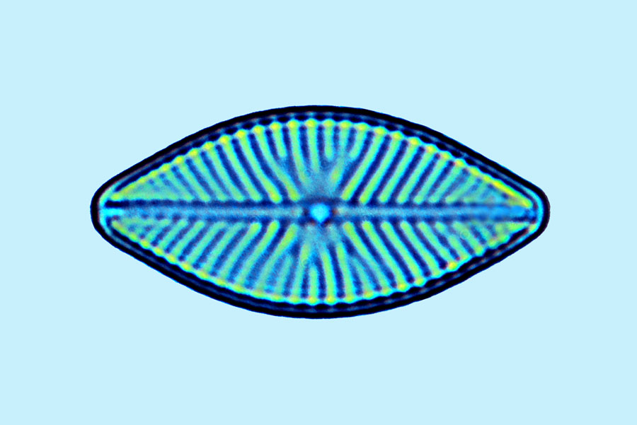 eaudouce navicula gastrum