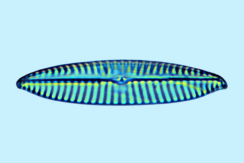 eaudouce navicula gracilis