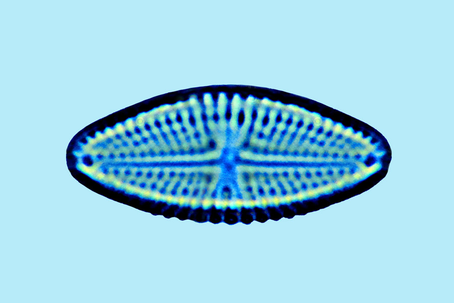 eaudouce navicula imbricata