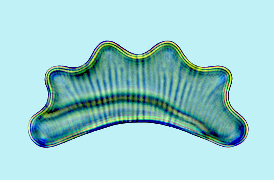 eaudouce eunotia robusta