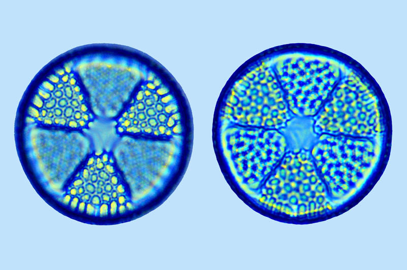 Actinoptychus senarius