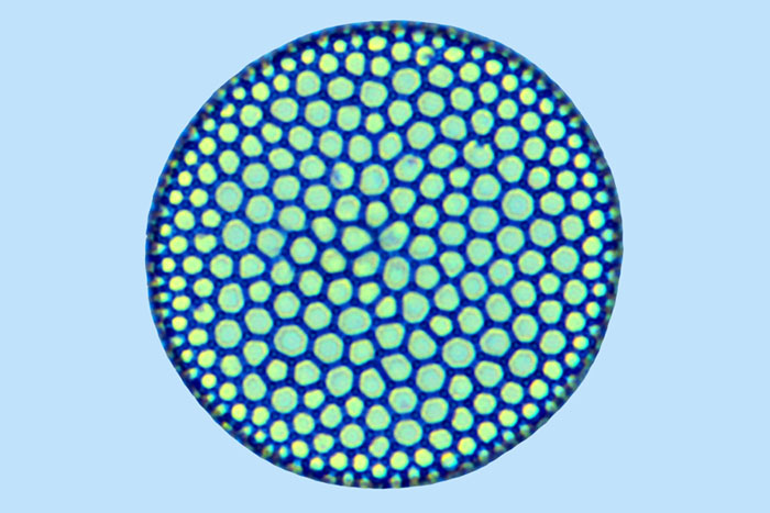 Coscinodiscus decrescens