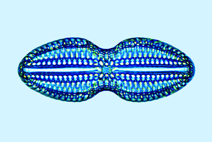 Diploneis crabro