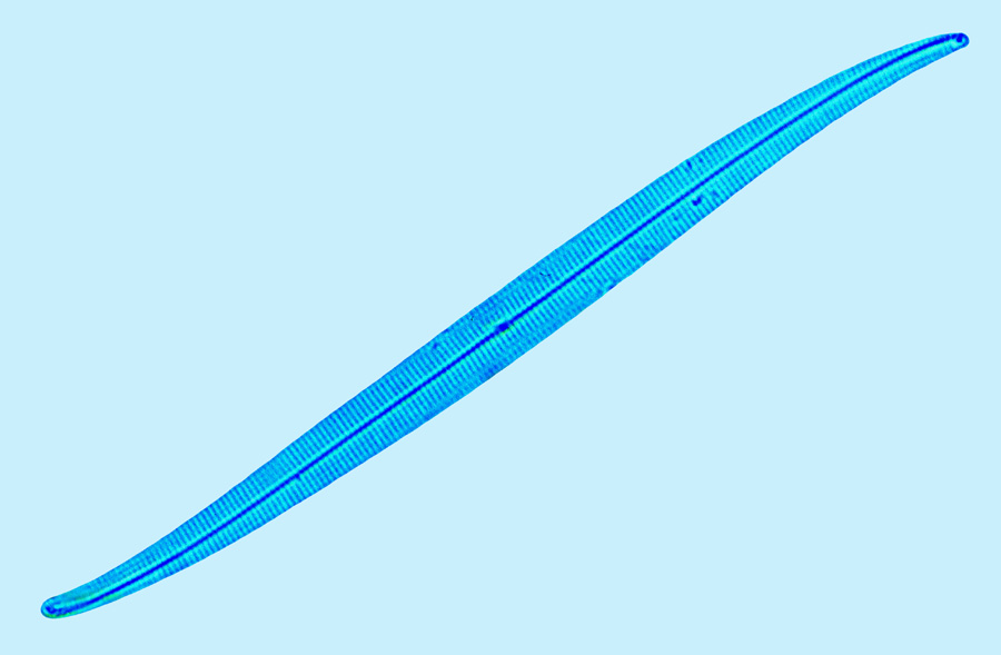 Fallacia Gyrosigma tenuissimum