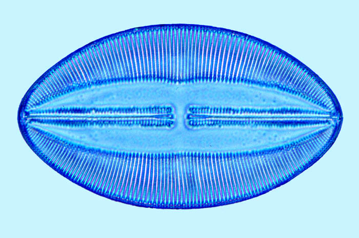 Lyrella Lyrella spectabilis