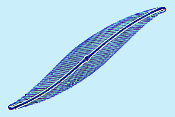 Pleurosigma delicatulum