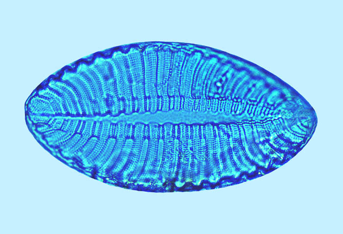 Raphoneis Surirella fluminensis