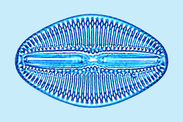 Diploneis coffeaeformis