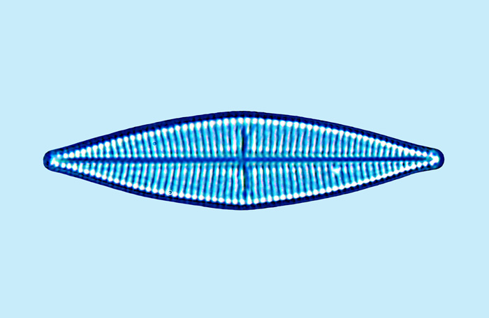 Planothidium campechianum