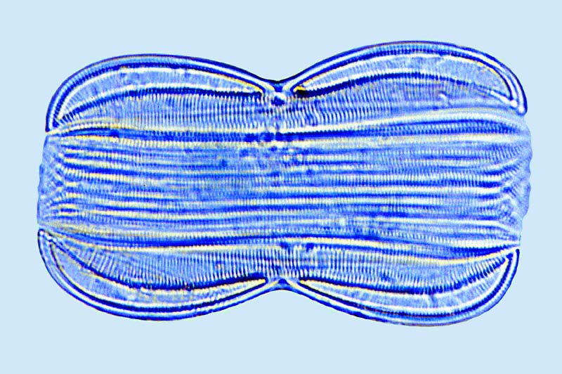 Dimerogrammopsis