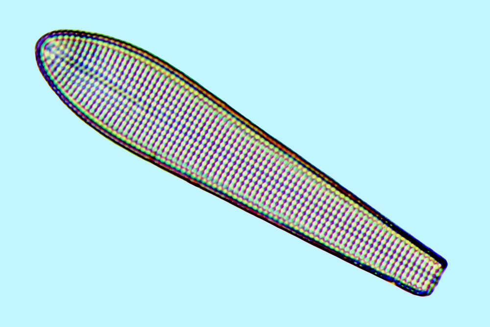 Diploneis Licmophora juergensii