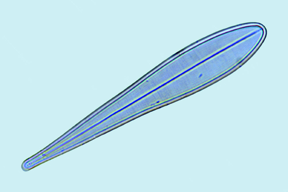 Diploneis licmophora paradoxa