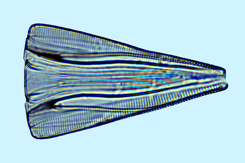 Licmophora abbreviata