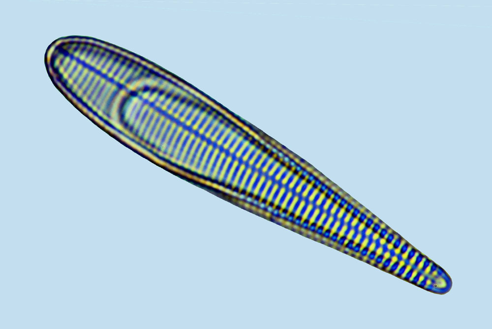 Licmophora abbreviata