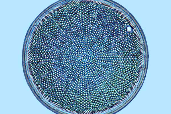 Diversantilles Actinocyclus octonarius