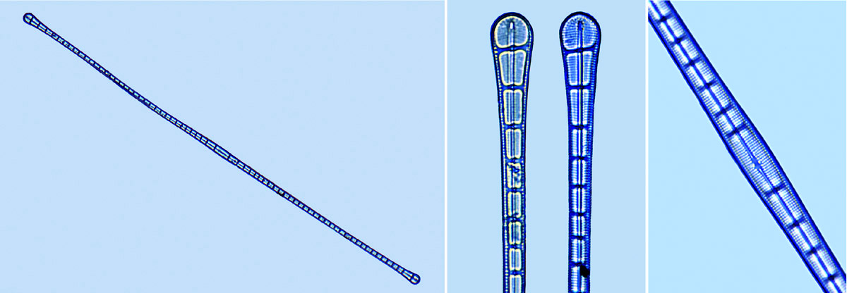 Climaconeis lorenzii