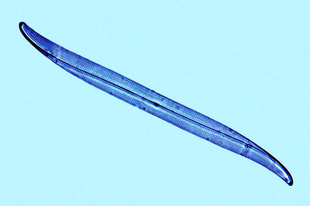 Gyrosigma lineare