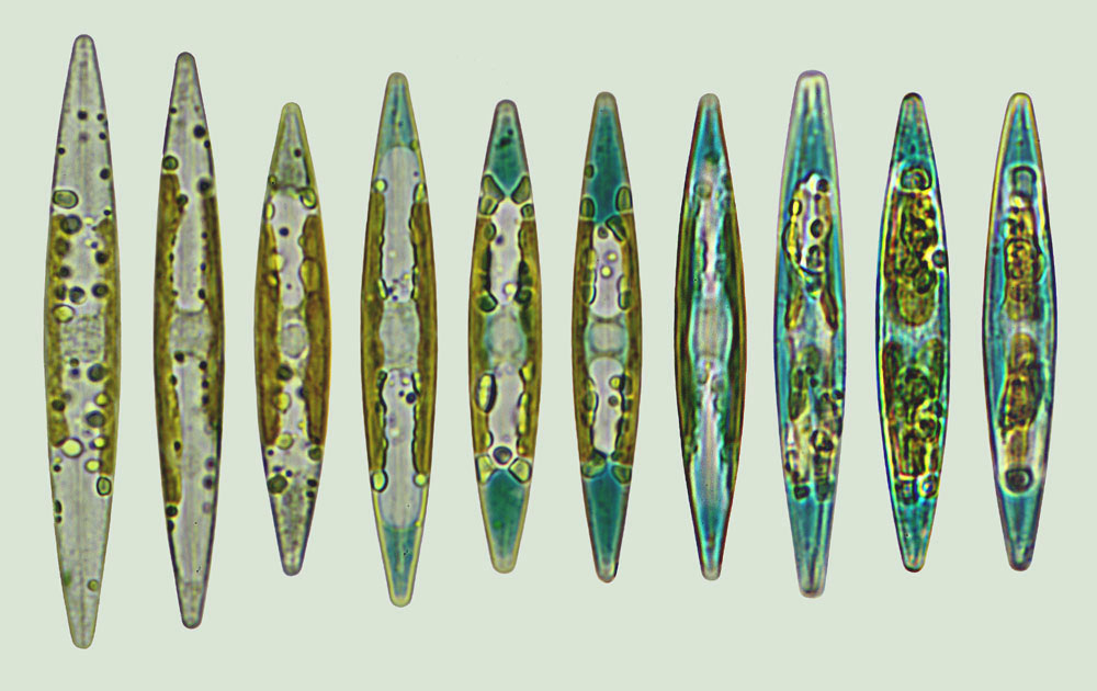 Mediolittoral Haslea ostrearia