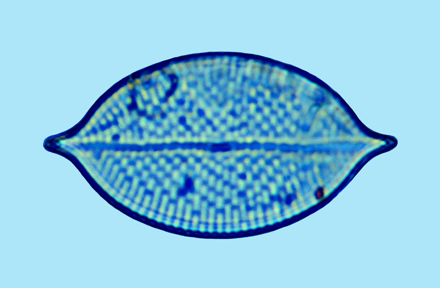 Mediolittoral Mastogloia peracuta
