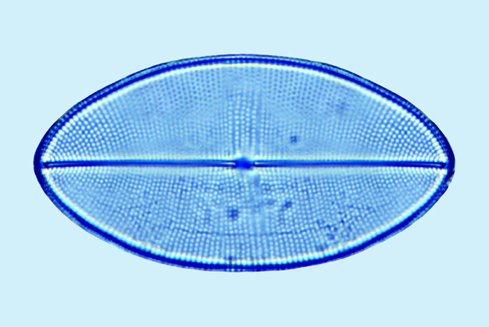 Cocconeis distans