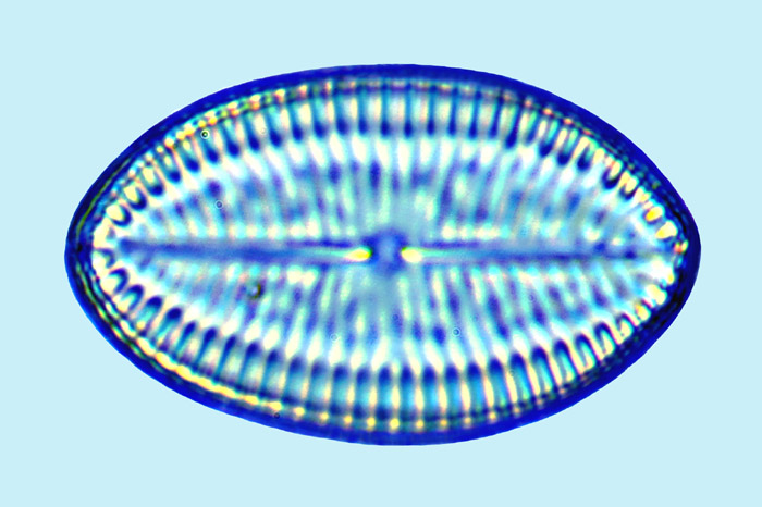 Cocconeis quarnerensis