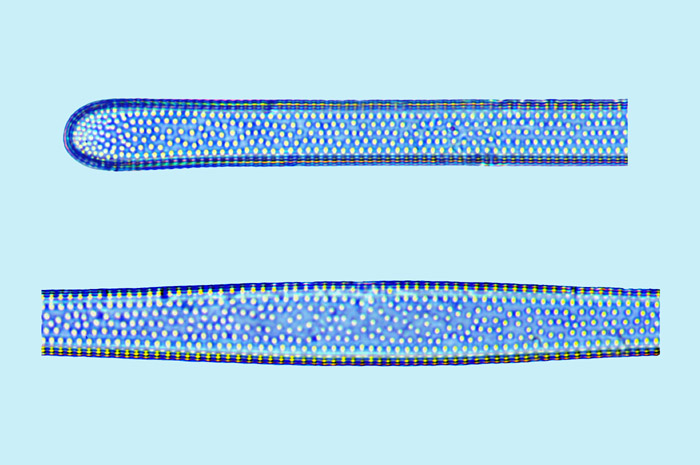 Toxarium hennedyanum