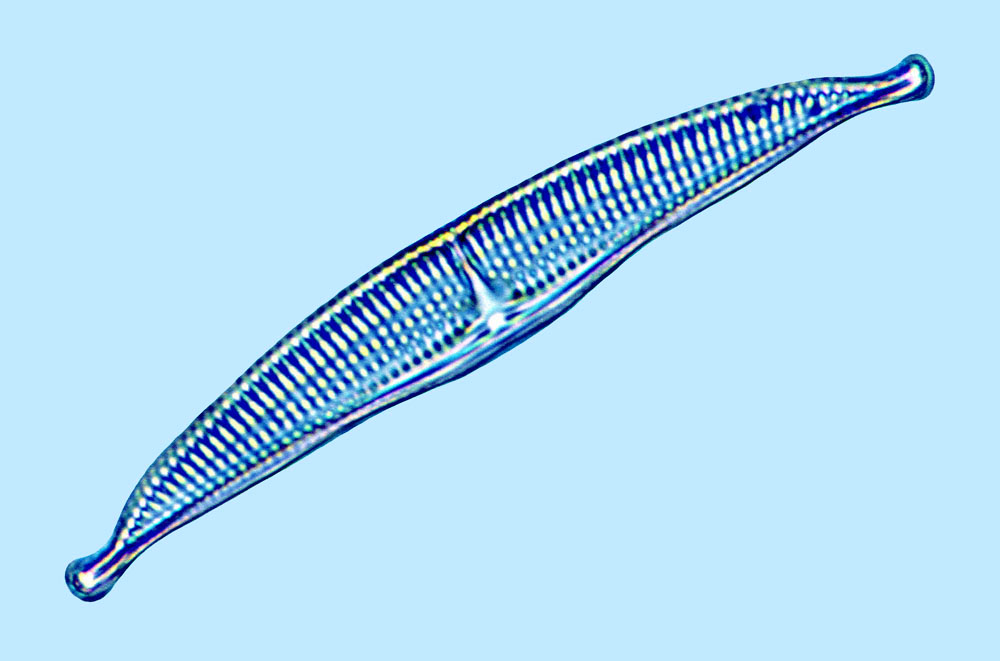 Amphora Amphora cuneata