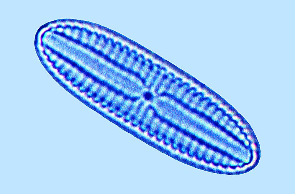 Diploneis aestuari