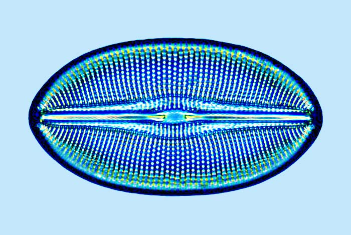 Diploneis fusca
