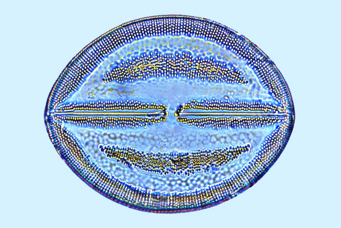 Lyrella Lyrella sandriana