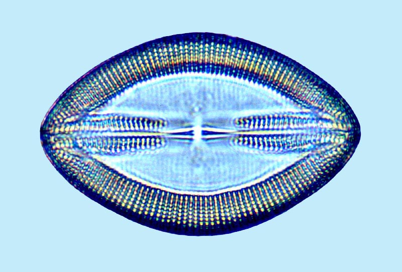 Lyrella Lyrella venusta