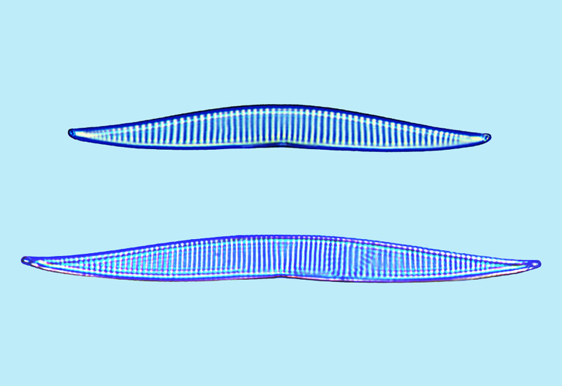 Incertae sedis deux