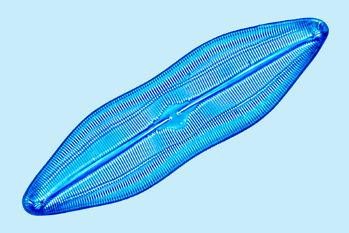 Caloneis bicuneata