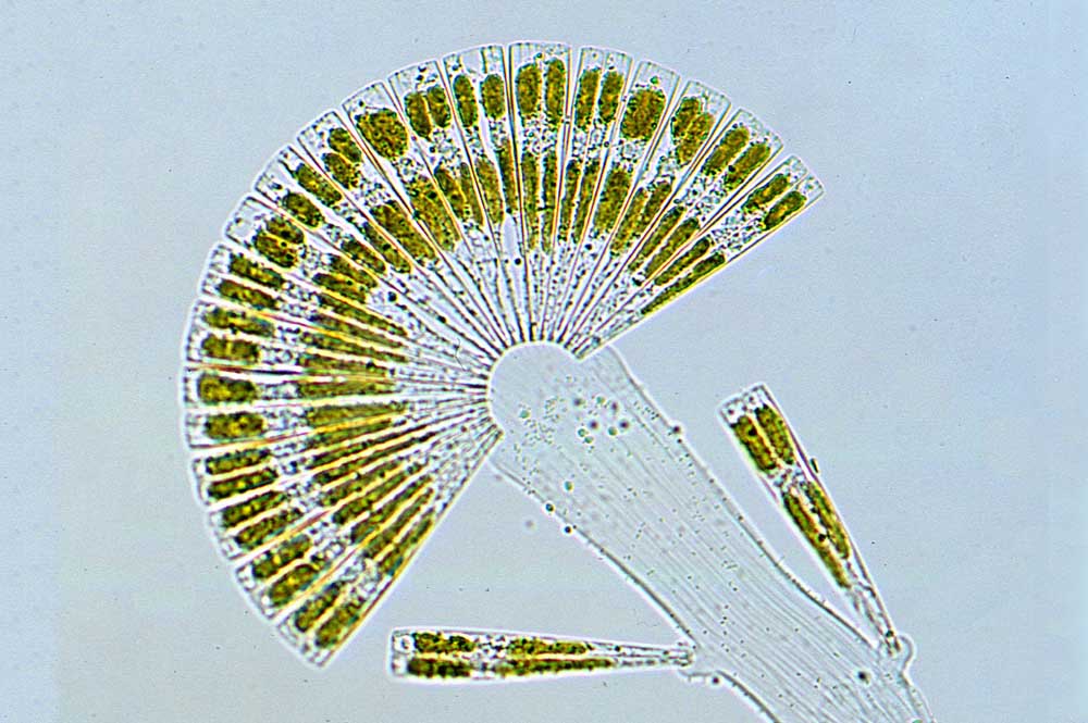 Licmophora