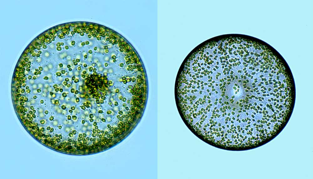 Coscinodiscus