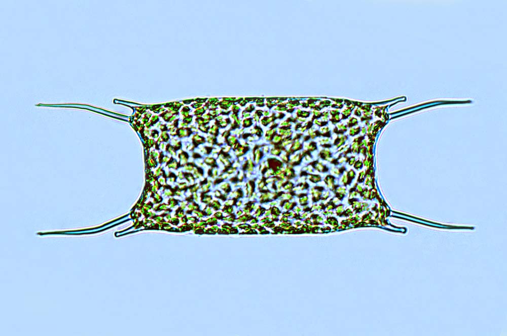 Odontella