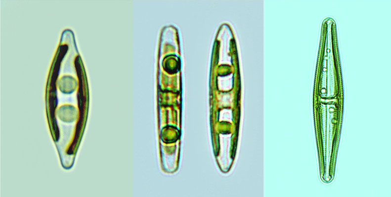 Navicula