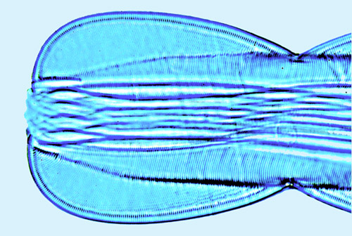Mediolittoral Entomoneis decussata