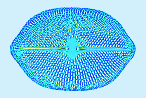 Petroneis monilifera